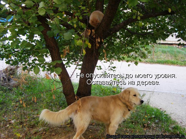 Не опускайтесь до моего уровня. Оставайтесь на дереве.... Котоматрица: Не опускайтесь до моего уровня. Оставайтесь на дереве.
