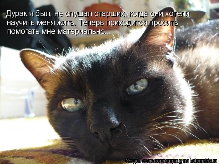 Котоматрица: Дурак я был, не слушал старших, когда они хотели научить меня жить. Теперь приходится просить помогать мне материально...