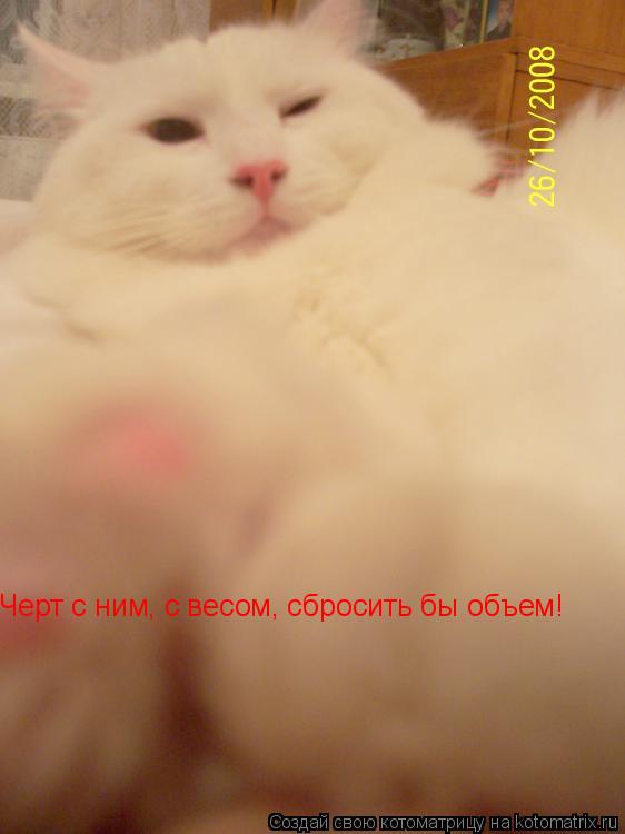 Черт с ним, с весом, сбросить бы объем!... Котоматрица: Черт с ним, с весом, сбросить бы объем!