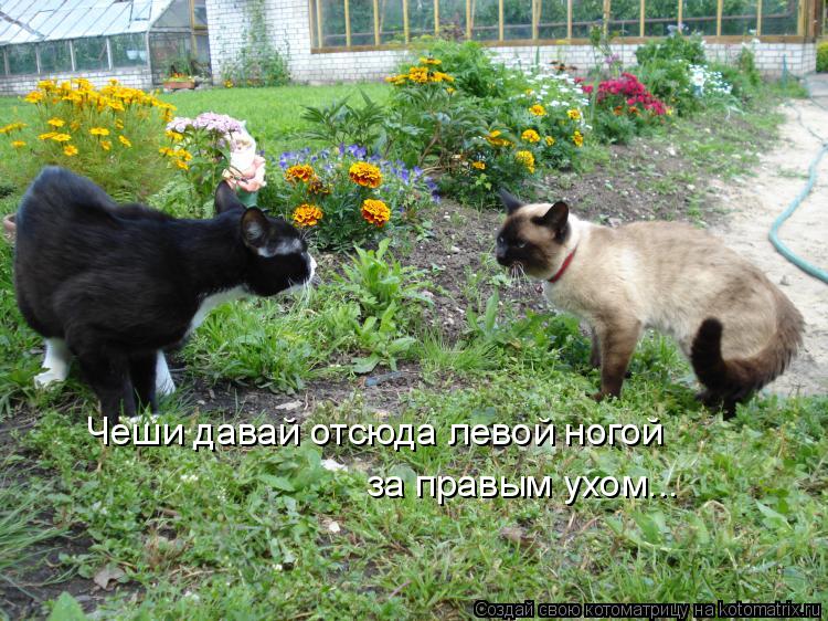 Чеши давай отсюда левой ногой за правым ухом...... Котоматрица: Чеши давай отсюда левой ногой за правым ухом...