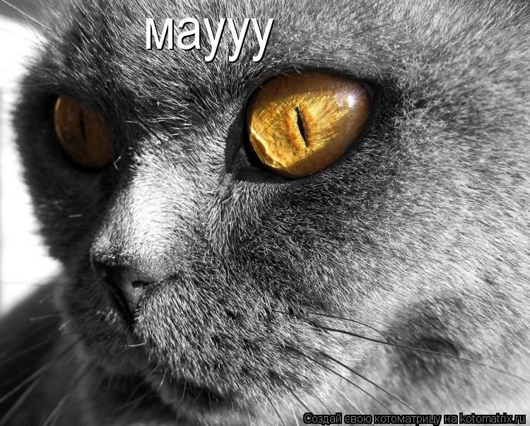 Котоматрица: маууу