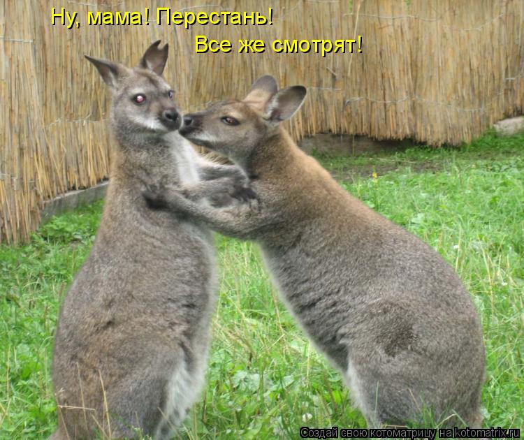 Ну, мама! Перестань! Все же смотрят!... Котоматрица: Ну, мама! Перестань! Все же смотрят!