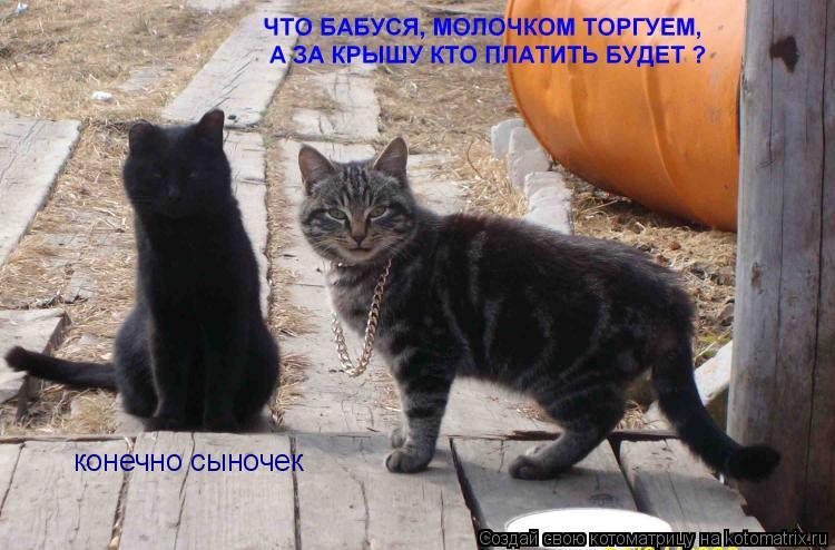 конечно сыночек... Котоматрица: конечно сыночек