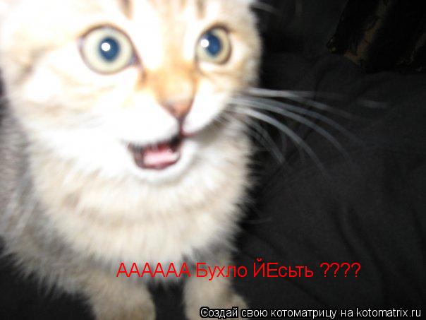 Котоматрица: АААААА Бухло ЙЕсьть ????