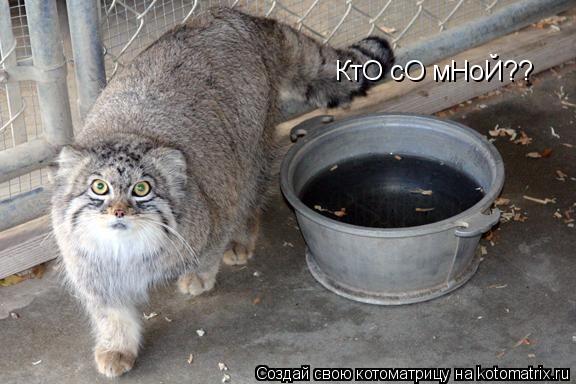 Котоматрица: КтО сО мНоЙ??