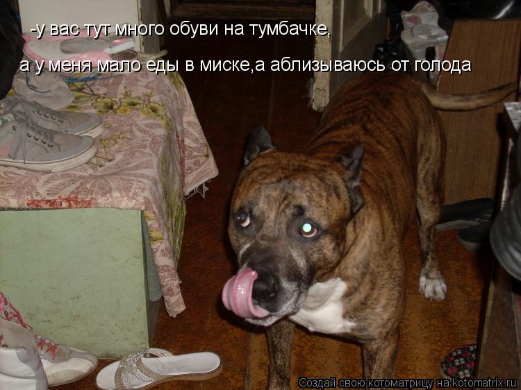 Котоматрица: -у вас тут много обуви на тумбачке, а у меня мало еды в миске,а аблизываюсь от голода