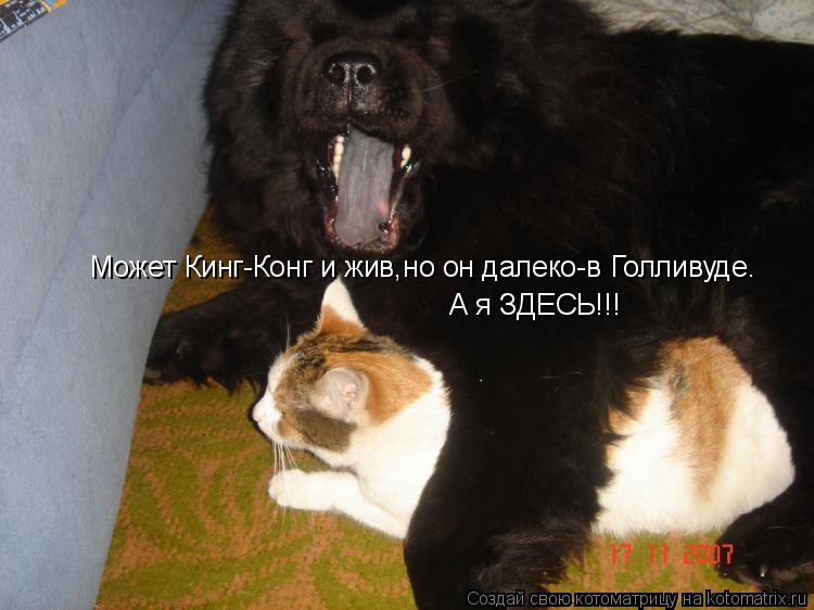 Может Кинг-Конг и жив,но он далеко-в Голливуде. А я ЗДЕСЬ!!!... Котоматрица: Может Кинг-Конг и жив,но он далеко-в Голливуде. А я ЗДЕСЬ!!!