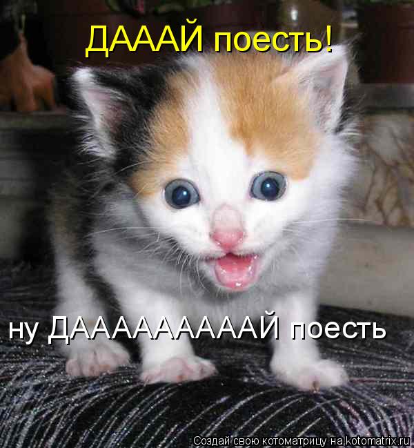 Котоматрица: ДАААЙ поесть! ну ДАААААААААЙ поесть