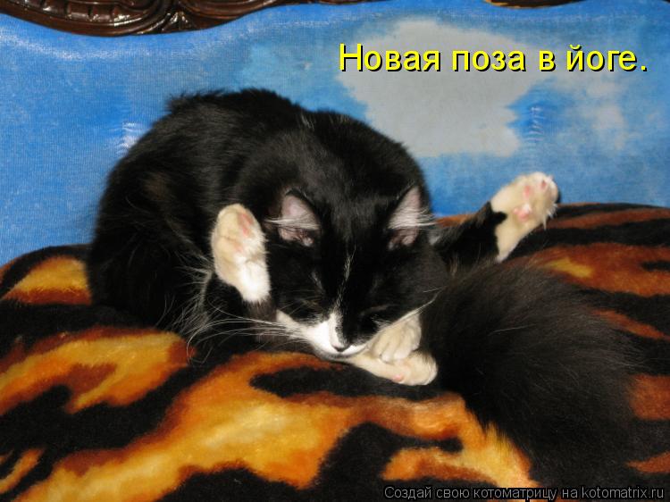 Новая поза в йоге.... Котоматрица: Новая поза в йоге.