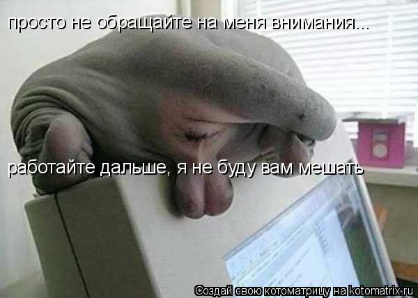 просто не обращайте на меня внимания... работайте дальше, я не буду вам мешать... Котоматрица: просто не обращайте на меня внимания... работайте дальше, я не буду вам мешать