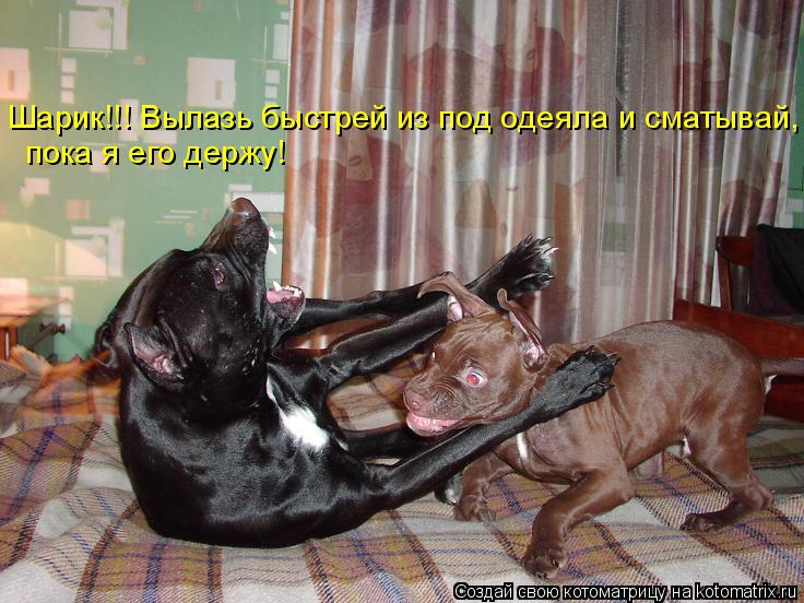 Шарик!!! Вылазь быстрей из под одеяла и сматывай, пока я его держу!... Котоматрица: Шарик!!! Вылазь быстрей из под одеяла и сматывай, пока я его держу!