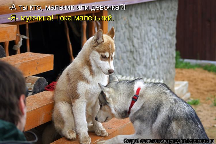 -Я- мужчина! Тока маленький. -А ты кто, мальчик или девочка?!... Котоматрица: -Я- мужчина! Тока маленький. -А ты кто, мальчик или девочка?!