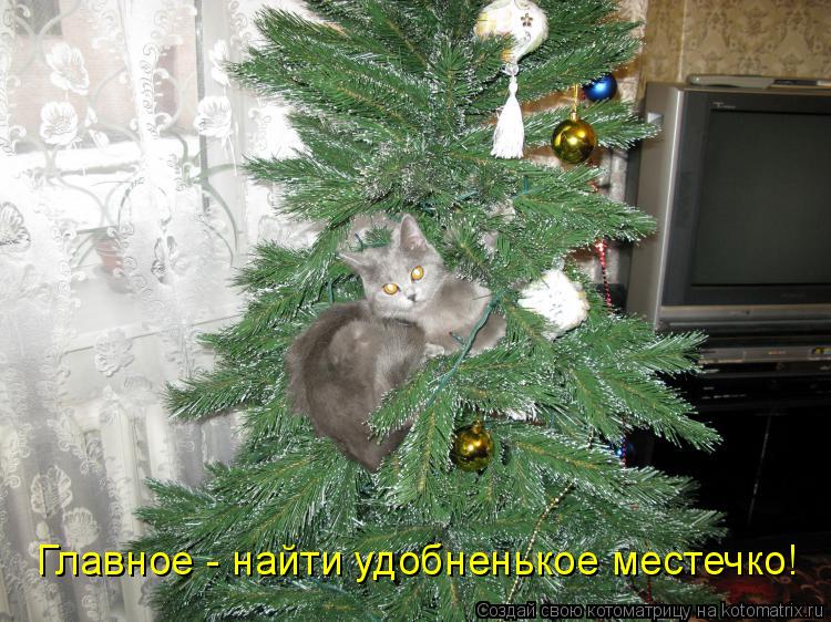 Главное - найти удобненькое местечко!... Котоматрица: Главное - найти удобненькое местечко!