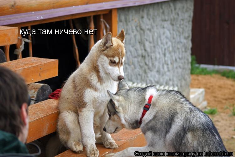 куда там ничево нет... Котоматрица: куда там ничево нет
