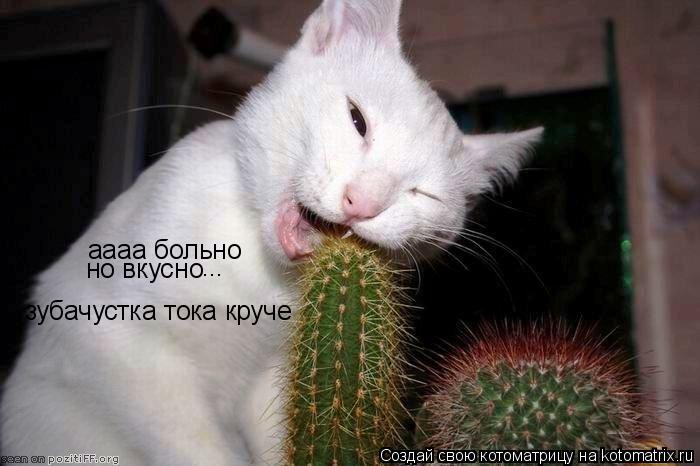 Котоматрица: аааа больно но вкусно ... зубачустка тока круче