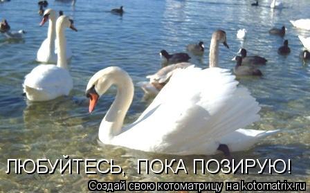 ЛЮБУЙТЕСЬ, ПОКА ПОЗИРУЮ!... Котоматрица: ЛЮБУЙТЕСЬ, ПОКА ПОЗИРУЮ!
