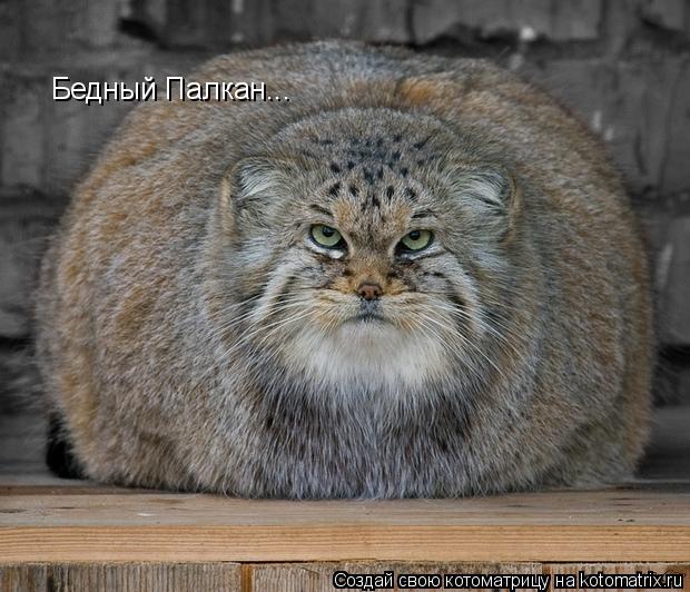 Котоматрица: Бедный Палкан...