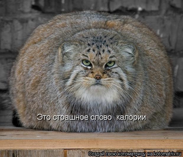 Котоматрица: Это страшное слово «калории»