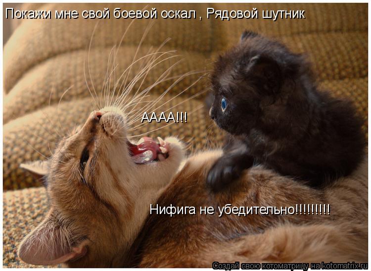 Покажи мне свой боевой оскал , Рядовой шутник АААА!!! Нифига не убедительно!!!!!!!!!... Котоматрица: Покажи мне свой боевой оскал , Рядовой шутник АААА!!! Нифига не убедительно!!!!!!!!!