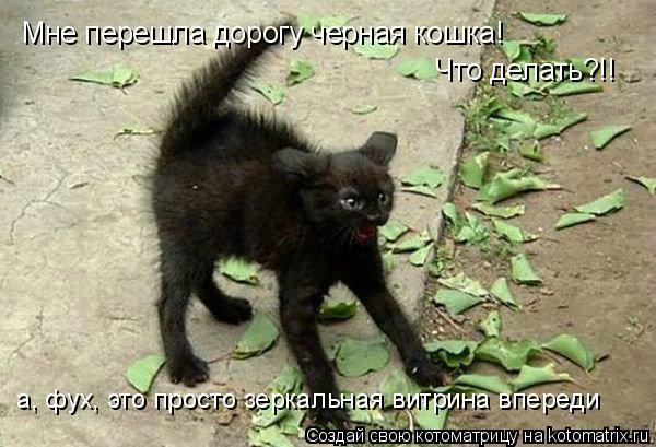 Котоматрица: Мне перешла дорогу черная кошка! Что делать?!! а, фух, это просто зеркальная витрина впереди