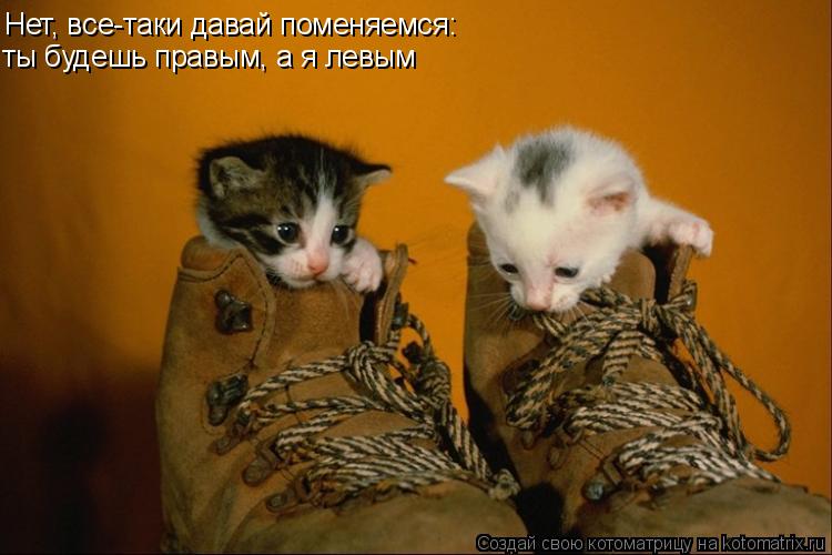 Котоматрица: Нет, все-таки давай поменяемся: ты будешь правым, а я левым