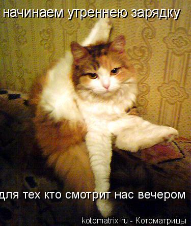 начинаем утреннею зарядку начинаем утреннею зарядку для тех кто смотрит нас вечером... Котоматрица: начинаем утреннею зарядку начинаем утреннею зарядку для тех кто смотрит нас вечером