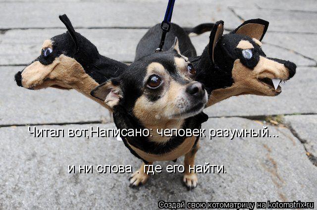 Читал вот,Написано: человек разумный... и ни слова – где его найти.... Котоматрица: Читал вот,Написано: человек разумный... и ни слова – где его найти.