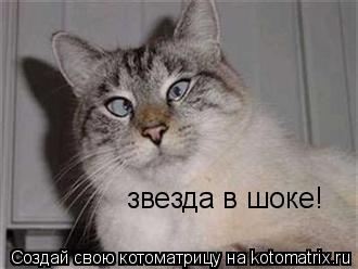 звезда в шоке!... Котоматрица: звезда в шоке!