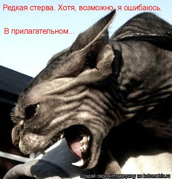 Редкая стерва. Хотя, возможно, я ошибаюсь. В прилагательном...... Котоматрица: Редкая стерва. Хотя, возможно, я ошибаюсь. В прилагательном...