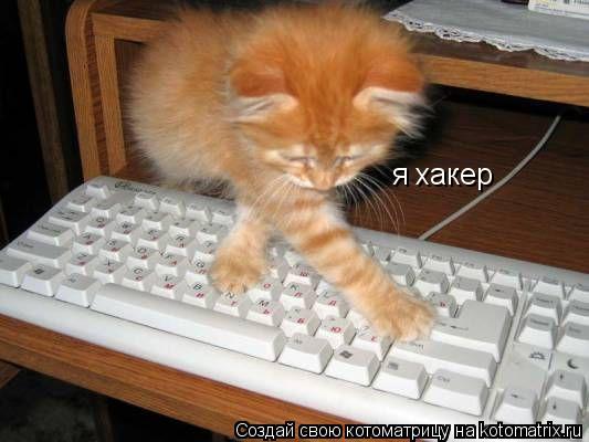 я хакер... Котоматрица: я хакер