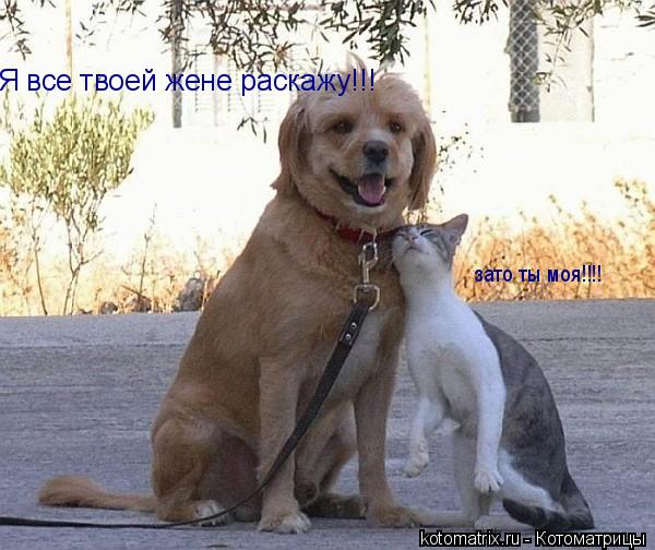 Я все твоей жене раскажу!!! зато ты моя!!!!... Котоматрица: Я все твоей жене раскажу!!! зато ты моя!!!!
