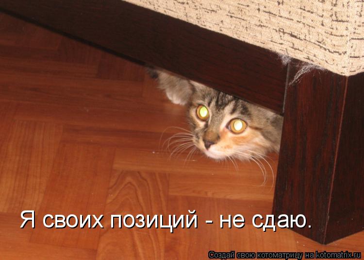 Котоматрица: Я своих позиций - не сдаю.