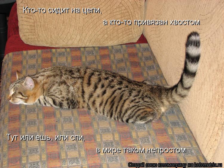 Кто-то сидит на цепи, а кто-то привязан хвостом Тут или ешь, или спи, в мире таком непростом... Котоматрица: Кто-то сидит на цепи, а кто-то привязан хвостом Тут или ешь, или спи, в мире таком непростом