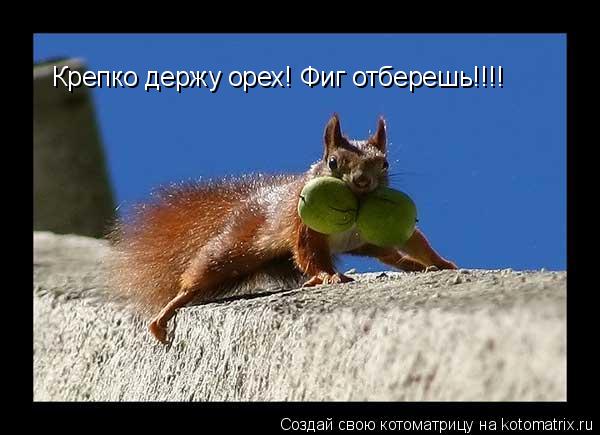 Котоматрица: Крепко держу орех! Фиг отберешь!!!!