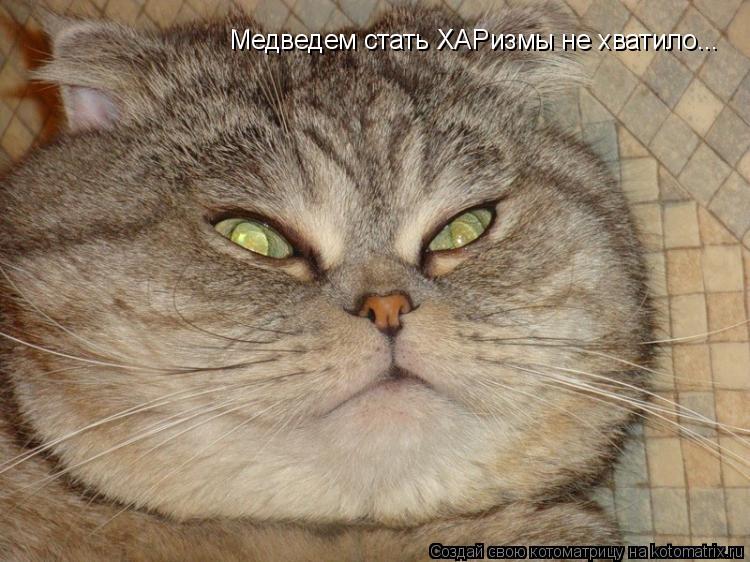 Медведем стать ХАРизмы не хватило...... Котоматрица: Медведем стать ХАРизмы не хватило...
