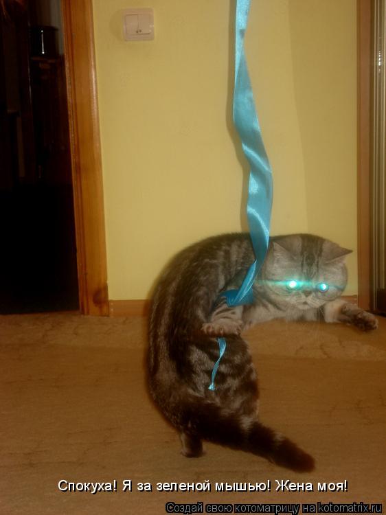 Спокуха! Я за зеленой мышью! Жена моя!... Котоматрица: Спокуха! Я за зеленой мышью! Жена моя!