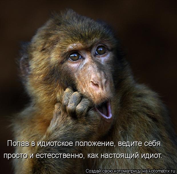 Попав в идиотское положение, ведите себя просто и естесственно, как настоящий идиот.... Котоматрица: Попав в идиотское положение, ведите себя просто и естесственно, как настоящий идиот.