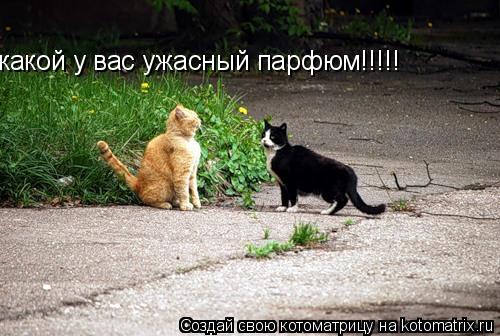 Котоматрица: какой у вас ужасный парфюм!!!!!