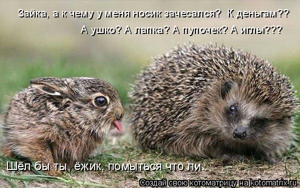 Зайка, а к чему у меня носик зачесался? К деньгам?? А ушко? А лапка? А пупочек? А иглы??? Шёл бы ты,... Котоматрица: Зайка, а к чему у меня носик зачесался? К деньгам?? А ушко? А лапка? А пупочек? А иглы??? Шёл бы ты, ёжик, помыться что ли..