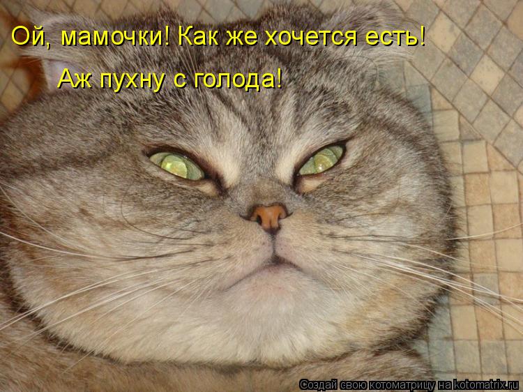 Аж пухну с голода! Ой, мамочки! Как же хочется есть!... Котоматрица: Аж пухну с голода! Ой, мамочки! Как же хочется есть!