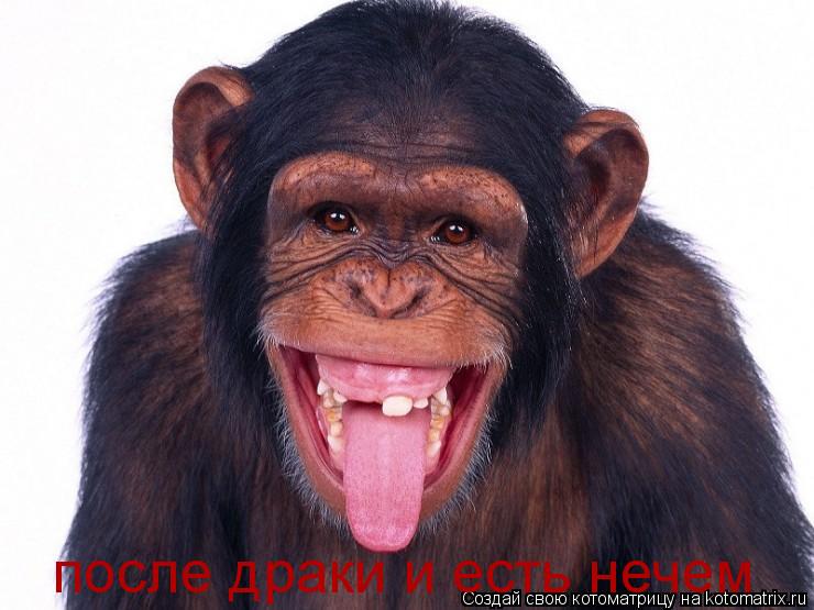 после драки и есть нечем... Котоматрица: после драки и есть нечем