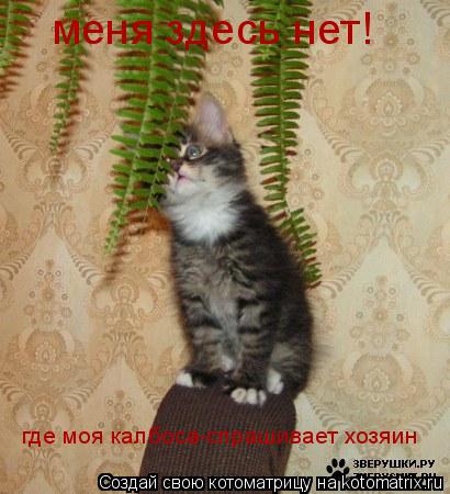 меня здесь нет! где моя калбоса-спрашивает хозяин... Котоматрица: меня здесь нет! где моя калбоса-спрашивает хозяин