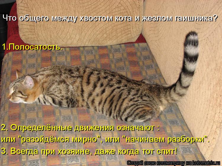 или "разойдёмся мирно", или "начинаем разборки". 3. Всегда при хозяине, даже когда тот спит! 2. Опред... Котоматрица: или "разойдёмся мирно", или "начинаем разборки". 3. Всегда при хозяине, даже когда тот спит! 2. Определённые движения означают : 1.Полосатость.