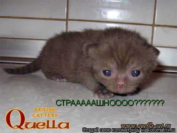 СТРАААААШНОООО???????... Котоматрица: СТРАААААШНОООО???????