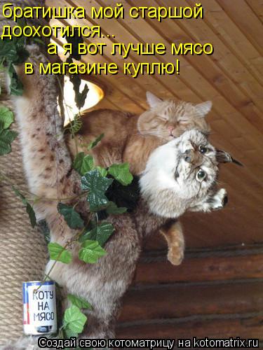 братишка мой старшой доохотился... а я вот лучше мясо в магазине куплю!... Котоматрица: братишка мой старшой доохотился... а я вот лучше мясо в магазине куплю!
