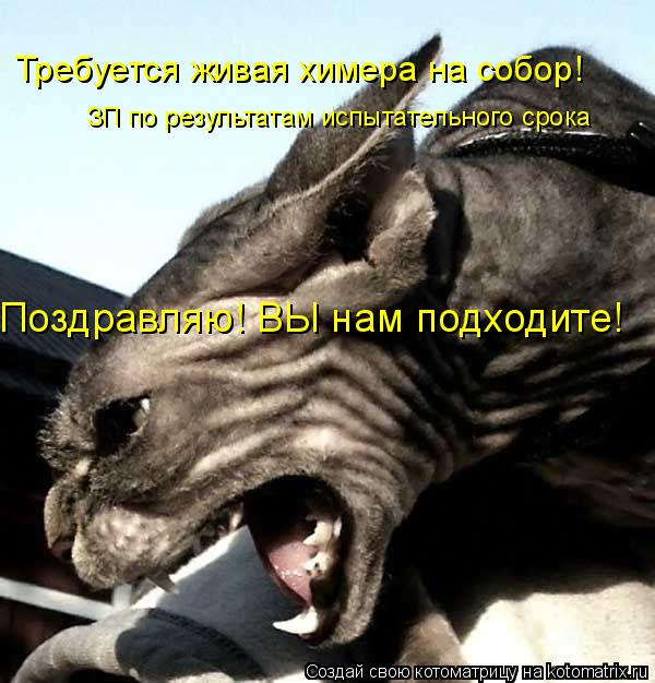 Требуется живая химера на собор! ЗП по результатам испытательного срока Поздравляю! ВЫ нам подходите!... Котоматрица: Требуется живая химера на собор! ЗП по результатам испытательного срока Поздравляю! ВЫ нам подходите!