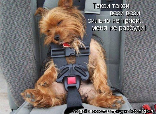 Такси такси вези вези сильно не тряси... меня не разбуди!... Котоматрица: Такси такси вези вези сильно не тряси... меня не разбуди!