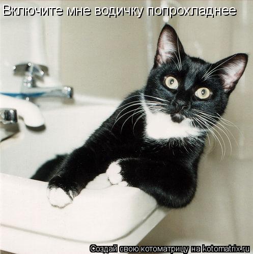 Котоматрица: Включите мне водичку попрохладнее