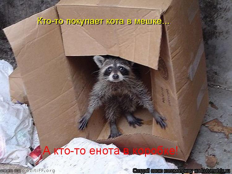 Кто-то покупает кота в мешке... А кто-то енота в коробке!... Котоматрица: Кто-то покупает кота в мешке... А кто-то енота в коробке!