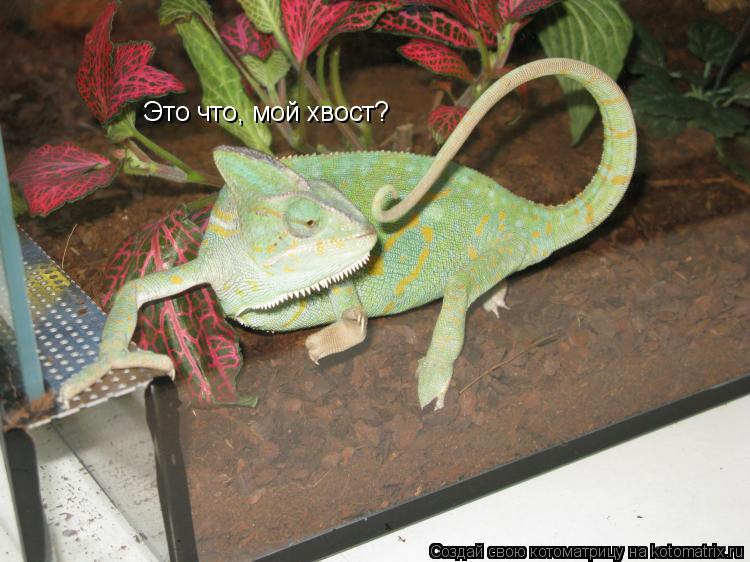 Котоматрица: Это что, мой хвост?